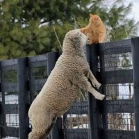 lamb and cat
