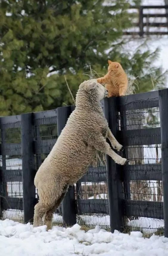 lamb and cat